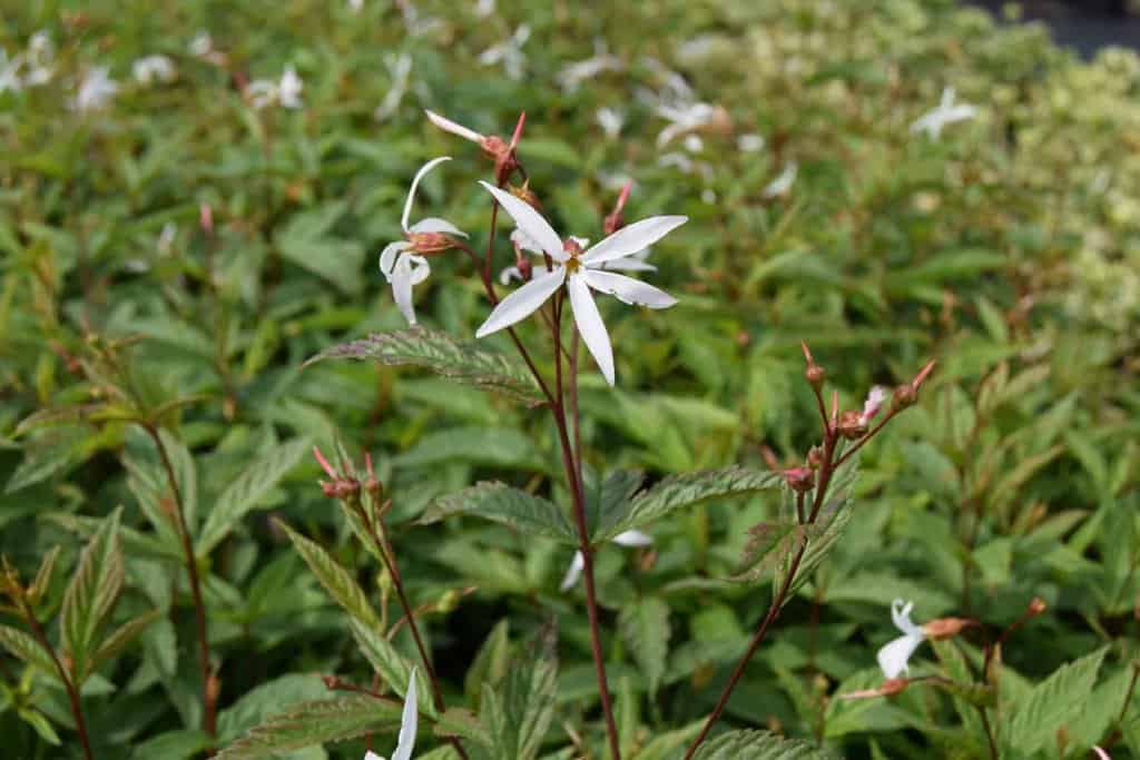 Gillenia trifoliata ---